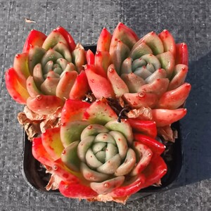 胭脂小姐 红玉精品多肉植物 单头 一物一拍 宝哥多肉满49元包邮