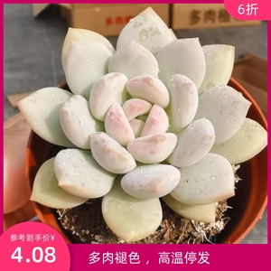 玉如意多肉一物一拍 精品多肉植物 宝哥多肉 满49包邮 实物拍摄