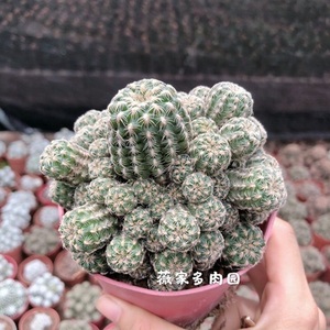 樱花罗星丸群生多头 会开花仙人球裸萼属 桌面防辐射多肉植物盆栽