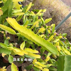 801人付款淘宝三角柱锦 仙人掌锦 稀有大戟科多肉植