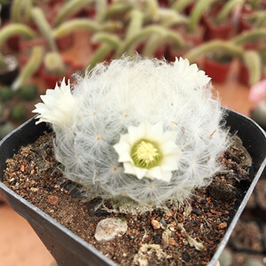 开花仙人球多花