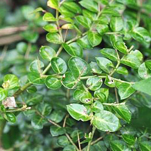 正宗新鲜老虎刺500g 中草药 老鼠刺 野生绣花针 特价白凤珠根包邮