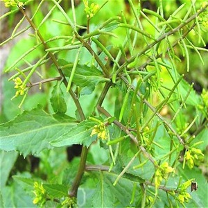 野生新鲜中药材蔊菜塘葛菜野油菜江剪刀石豇豆带根全草500克包邮