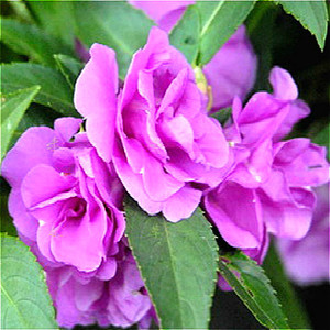 中草药材凤仙花 金童花 灯盏花 好女儿花 指甲花全草干品250g包邮