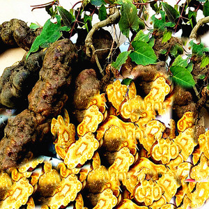 野生新鲜中草药何首乌 何首乌片 丁何首乌 桃柳藤 地精 500g 包邮