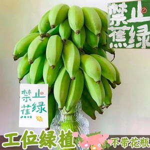 【禁止蕉绿】整串带杆芭蕉花办公室水培小米苹果香蕉新鲜插花绿植