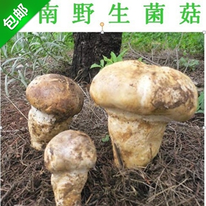 2022年2斤新鲜老人头云南食用菌 仙人头菌沙老包 顺丰包邮农产品