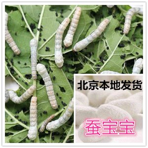 桑叶七彩蚕宝宝彩色蚕蛹籽卵蚕蛋 宠物小学生幼儿北京发货