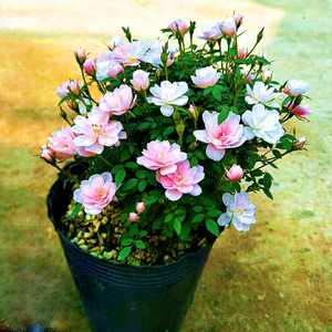 网红日本姬月季花盆栽迷你姬乙女苗花卉四季花开玫瑰花盆景姬蔷薇