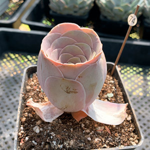 耶罗 山地玫瑰 粉山地 多肉植物 休眠季粉色 一物一拍 两棵包邮