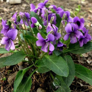紫花地丁新鲜贵州野生中药材紫地丁兔耳草辽堇菜下单现挖500g包邮