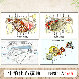 牛的解剖图内脏骨骼图消化系统图骨骼宠物医院诊所挂图背胶装饰画