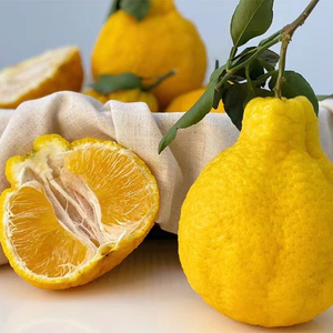 四川柠檬不知火丑橘 果肉脆甜爽口无渣当季柑橘水果多吃不上火5斤