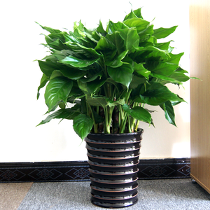 万年青绿植盆栽花卉观叶植物办公室绿植花草室内北京好养植物送货