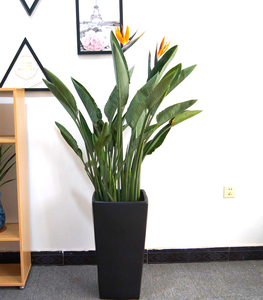 天堂鸟盆栽高档