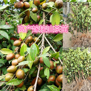 油茶树苗山茶油苗茶叶苗绿茶苗红茶苗特早茶遂川狗牯脑茶叶树苗