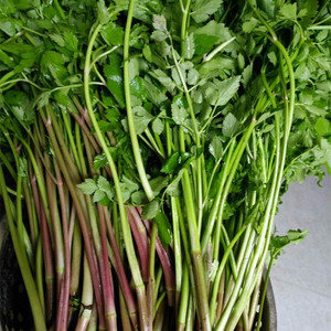 野芹菜小叶新鲜