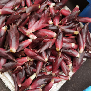 新鲜阳荷姜安徽大别山特产野生洋火姜下单现挖农家蘘荷野菜500g