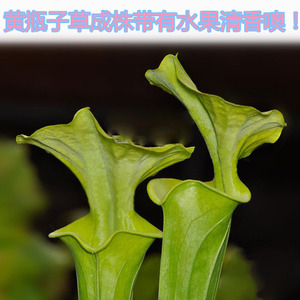 黄瓶子草系列红管黄瓶子草ct2红喉黄瓶子草混合苗大型食虫草系列
