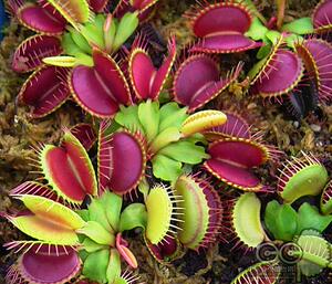 食虫植物-矮巨人捕蝇草 大嘴花食虫草萌植苑绿植盆栽 吃蚊子苍蝇