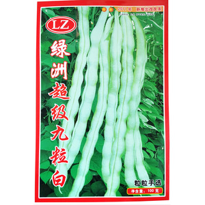 九粒白芸豆种子中早熟高产豆角种子山东寿光农家大棚基地蔬菜种孑