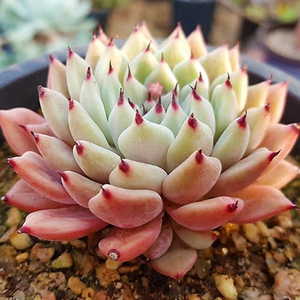 进口多肉植物原始绿爪