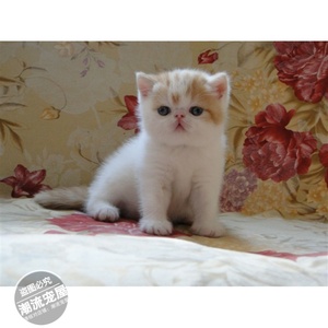 出售纯种家养 加菲猫 异国短毛猫幼猫活体宠物猫 红小胖加菲猫t