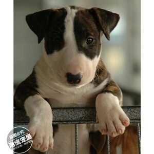 纯种虎皮蛋头子弹头牛头梗幼犬狗活体虎斑色上海家养孙红雷同款l