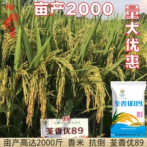 liuhuaxing1989淘宝超优千号 湘两优900杂交水稻种子产量高产多抗倒