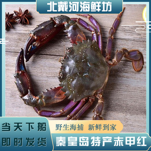 秦皇岛特产赤甲红 石甲红鲜活海鲜螃蟹 红夹子 花盖1斤