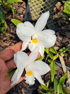 大花美丽石斛稀有品种越南石斛兰杯苗盆栽绿植花卉带盆发货