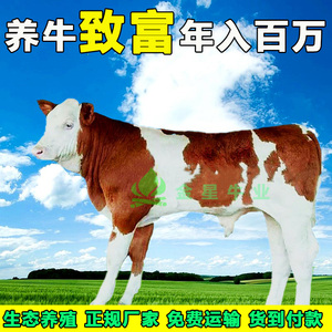 西门塔尔牛犊黄牛肉牛犊活牛出售小牛活体牛活苗牛犊子养殖术资料