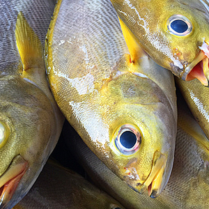 东山岛海钓野生黄鸡鱼刺身海鲜水产清蒸红烧宝宝辅食石斑深海鱼