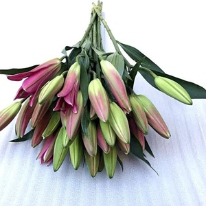百合鲜花一扎花苞