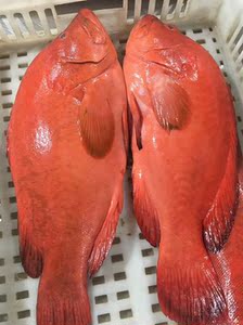 海钓红瓜子斑 海捕瓜子斑深海石斑鱼红九棘鲈 肉嫩清甜生猛海鲜