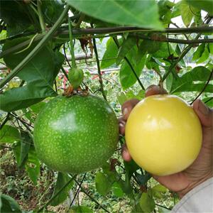 台湾金霸黄金百香果苗果树果苗北南方种植百香果树四季爬藤特大果