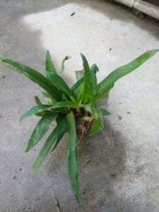 野生痰火草苗大苞水竹叶 狮子草 竹叶草 鸡舌中草药苗猫爪草包邮