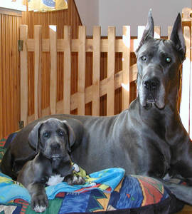 赛级纯种德国大丹犬大型犬金丹幼犬花丹 看家护院猛犬