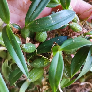 石橄榄新鲜包邮野生