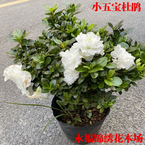 小五宝杜鹃花 稀有品种四季开花 白色杜鹃花室内外绿植花卉盆栽