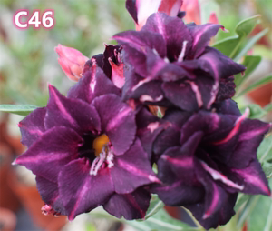 腾泓沙漠玫瑰 c46安琪拉 台湾阳明园精品沙漠玫瑰新品爆花款系列