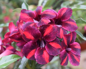 台湾沙漠玫瑰花