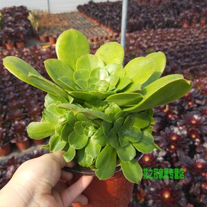 【八尺镜法师老桩】八尺镜法师老桩品牌,价格 - 阿里巴巴