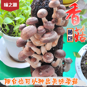 香菇食用菌棒菌包蘑菇种菌棒家庭室内种植阳台趣味包邮冬菇花菇