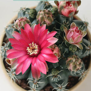 【后花园】超大绯花玉仙人球带花苞仙人掌多肉植物室内桌面绿植防