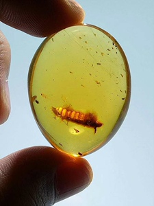 【素缘】缅甸纯天然虫珀吊坠0705 47琥珀带虫子标本挂件戒面坠子