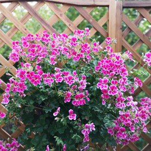 天竺葵穴盘苗澳洲彩叶洛丽塔夏日玫瑰粉碗公主