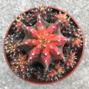 yy断翼天使淘宝绯牡丹锦仙人球 多肉植物多彩五彩仙人球 裸萼球属