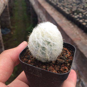 精品稀少仙人球实生长毛老乐柱白毛宇宙丸防辐射多肉植物组合盆栽