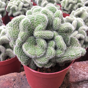 缀化仙人球自根仙人掌科植物盆栽多肉花卉稀有品种变异白檀0人付款48